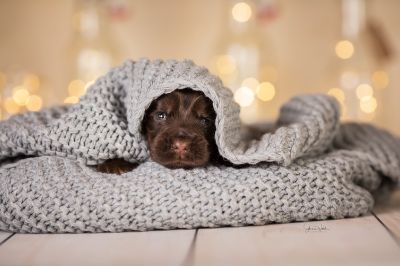 Dream Cocker Babys_59