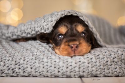 Dream Cocker Babys_61