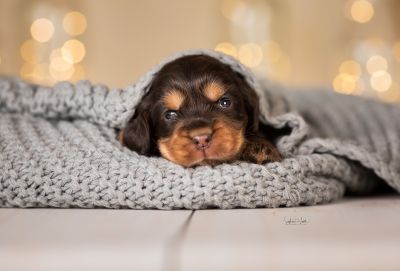 Dream Cocker Babys_62