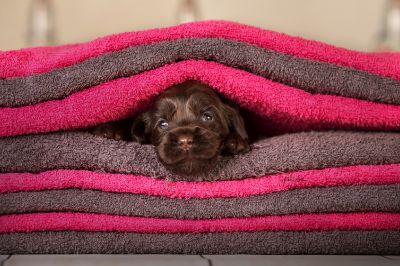 Dream Cocker Babys_63