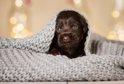 Dream Cocker Babys_64