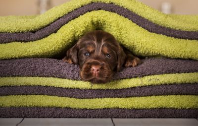 Dream Cocker Babys_66