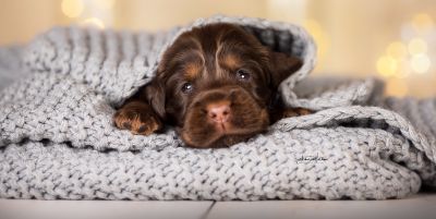 Dream Cocker Babys_69