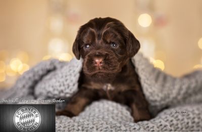 Dream Cocker Babys_70