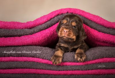 Dream Cocker Babys_71