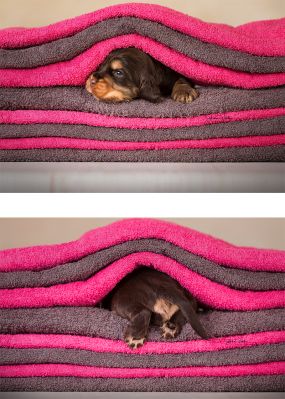 Dream Cocker Babys_72