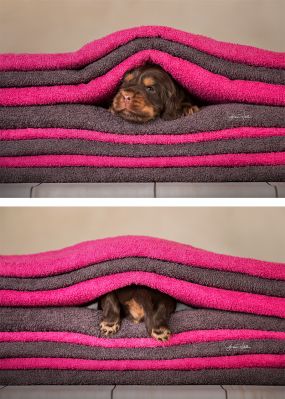 Dream Cocker Babys_73