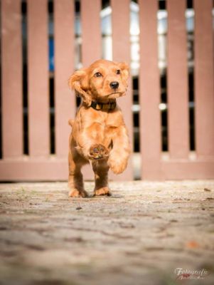 Umbro von Dream Cocker