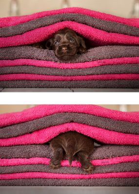 Dream Cocker Babys_75