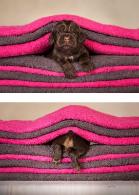 Dream Cocker Babys_76