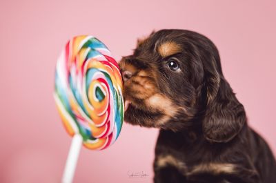 Dream Cocker Babys_77