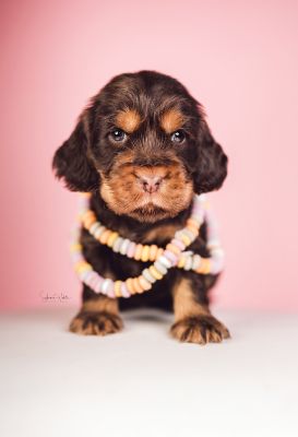 Dream Cocker Babys_78