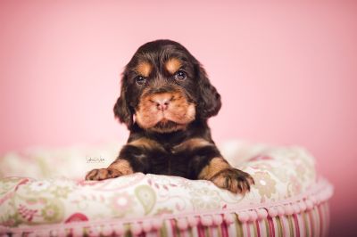 Dream Cocker Babys_80