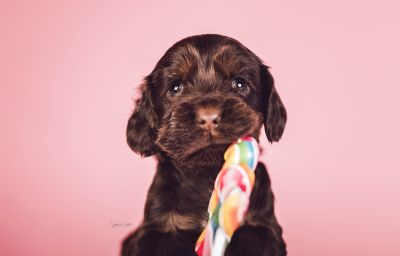 Dream Cocker Babys_81