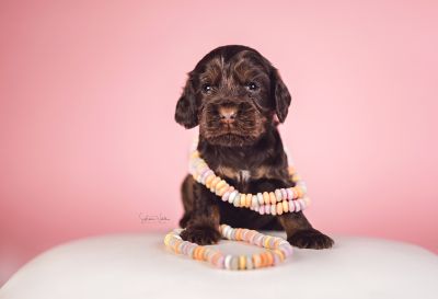 Dream Cocker Babys_82