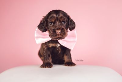 Dream Cocker Babys_83