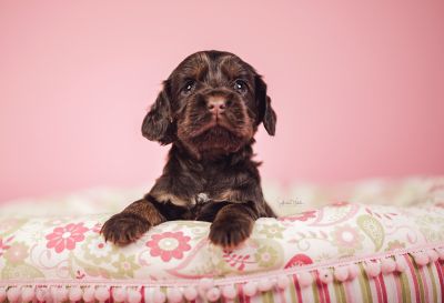 Dream Cocker Babys_84