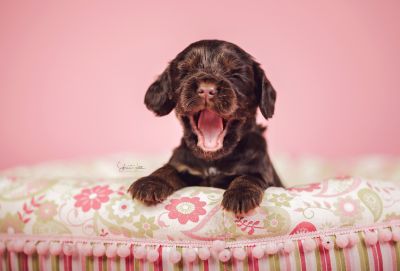 Dream Cocker Babys_85