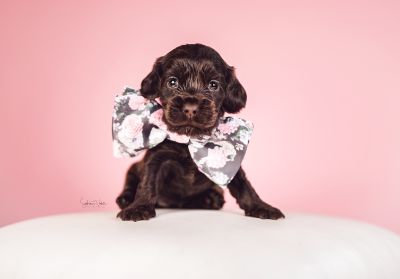 Dream Cocker Babys_86