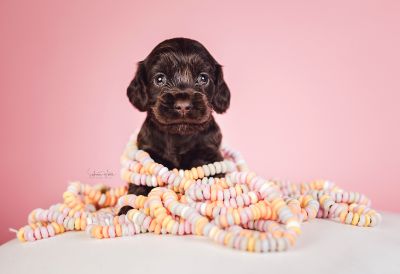 Dream Cocker Babys_87