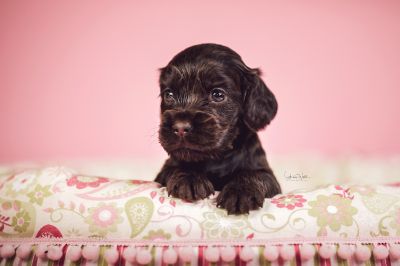 Dream Cocker Babys_88