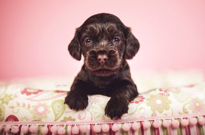 Dream Cocker Babys_89