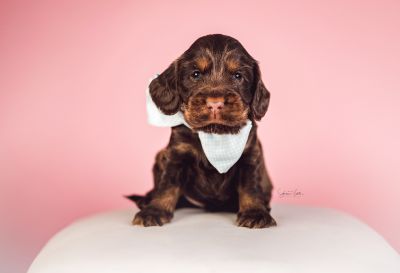 Dream Cocker Babys_90
