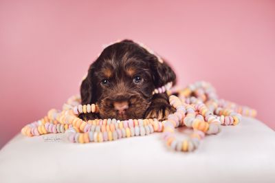 Dream Cocker Babys_91