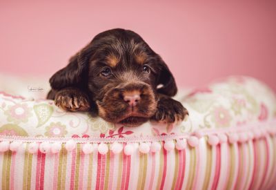 Dream Cocker Babys_92