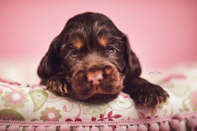 Dream Cocker Babys_93