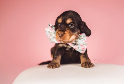 Dream Cocker Babys_94