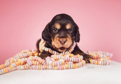 Dream Cocker Babys_95