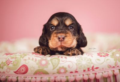 Dream Cocker Babys_97