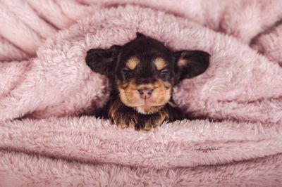 Dream Cocker Babys_98