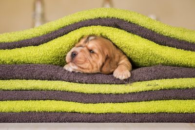 Dream Cocker Babys_1