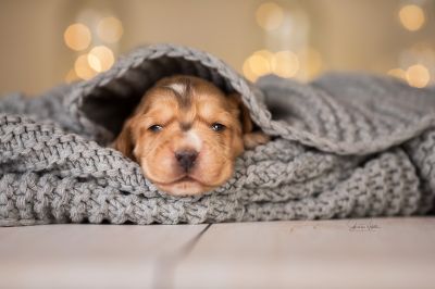 Dream Cocker Babys_2