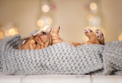 Dream Cocker Babys_4