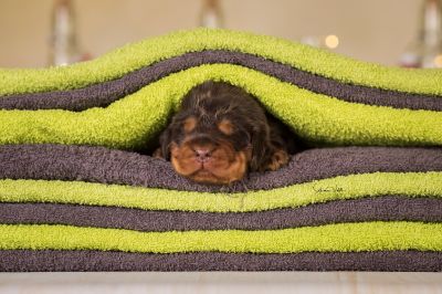 Dream Cocker Babys_5