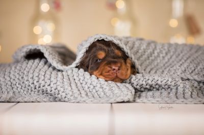 Dream Cocker Babys_6