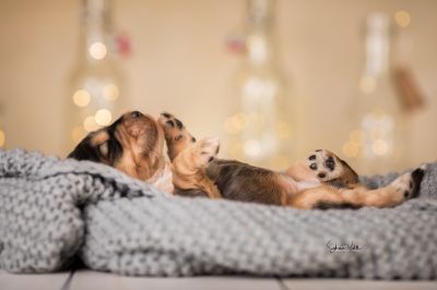 Dream Cocker Babys_10