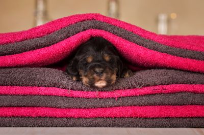 Dream Cocker Babys_11