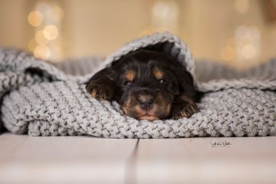 Dream Cocker Babys_12