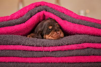 Dream Cocker Babys_14