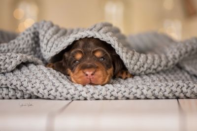 Dream Cocker Babys_15