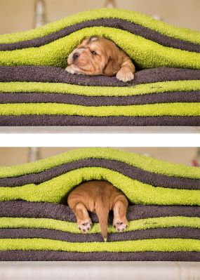 Dream Cocker Babys_17