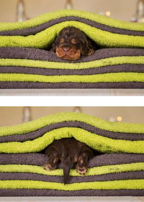 Dream Cocker Babys_18