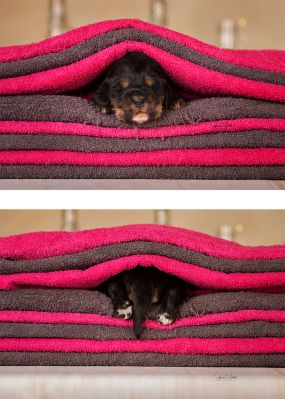 Dream Cocker Babys_19