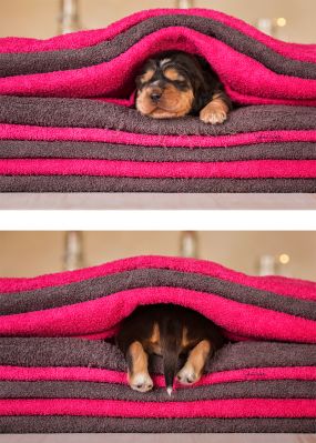 Dream Cocker Babys_20