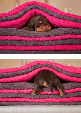 Dream Cocker Babys_21