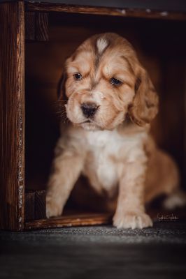 Dream Cocker Babys_22